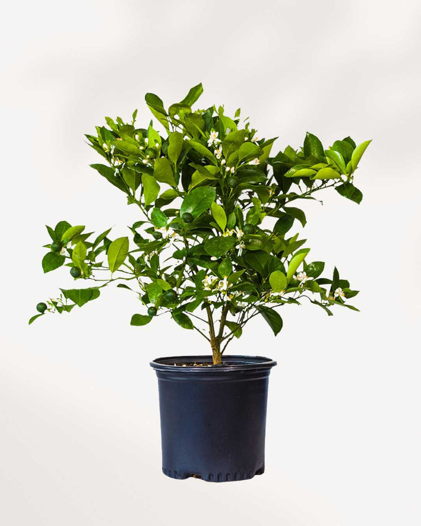 Citrus, Calamondin Orange 6-7” Pot - Large (Ornamental)