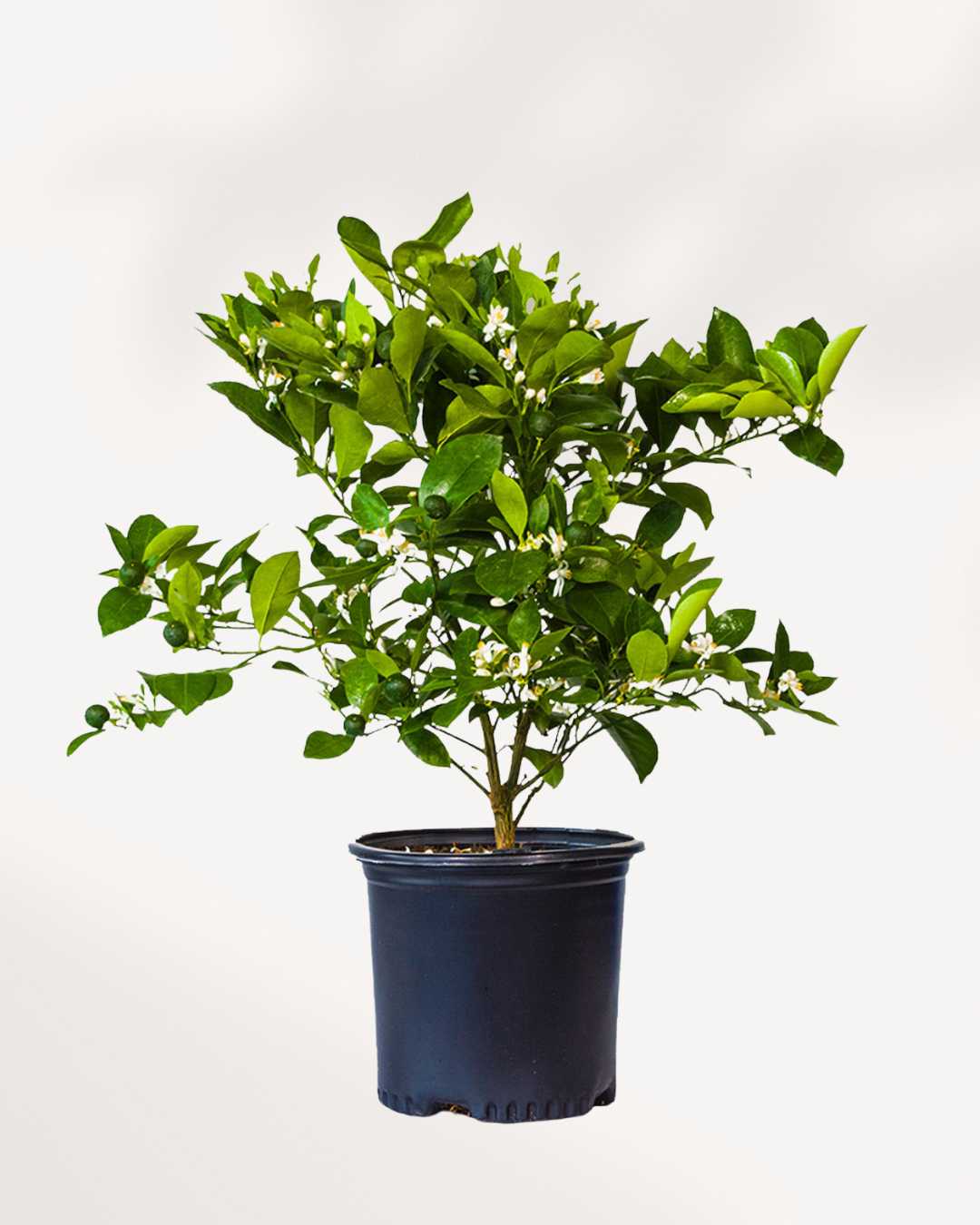 Citrus, Calamondin Orange 6-7” Pot - Large (Ornamental)