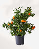 Citrus, Calamondin Orange