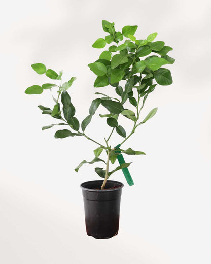 Citrus Kaffir Lime Tree | Buy Online