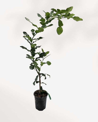 Citrus Kaffir Lime Tree | Buy Online