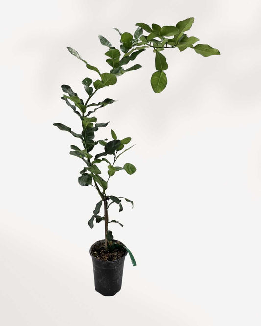 Citrus Kaffir Lime Tree | Buy Online