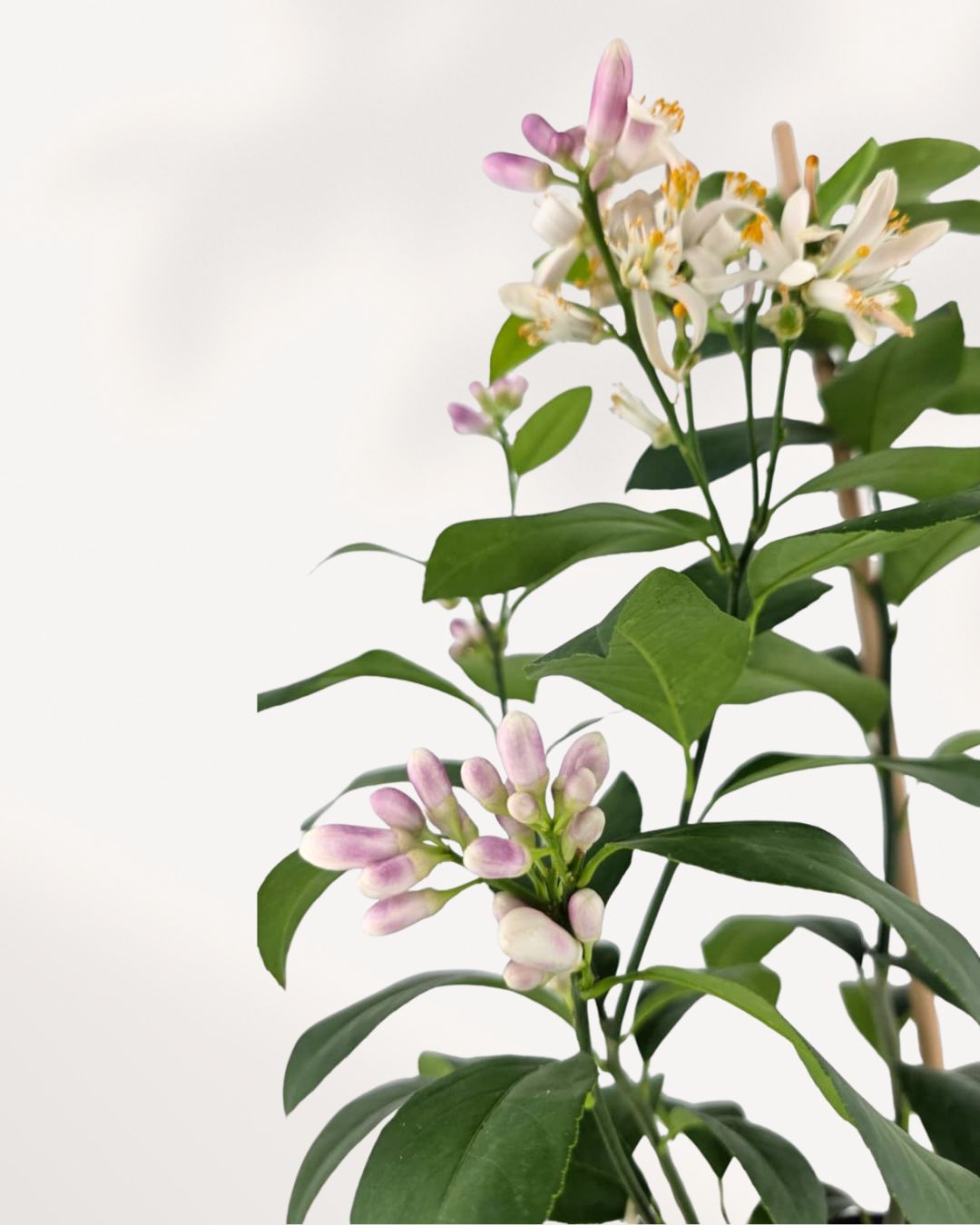 Close-up of Meyer Lemon Flowers and leaves – vibrant yellow lemons with glossy green foliage, bringing a fresh citrus scent to your home.