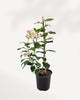 Side angle of Citrus Meyer Lemon plant – compact, fruit-bearing tree with healthy leaves, easy to grow and ideal for home gardens.