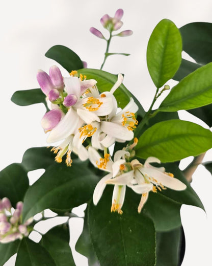 Top view of Meyer Lemon plant – bright foliage and developing lemons, showing natural growth and beauty of this indoor citrus tree.
