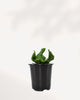Cobra Fern in a small grow pot