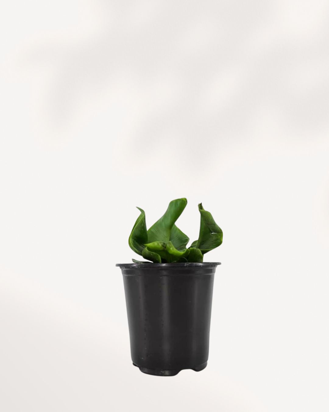 Cobra Fern in a small grow pot
