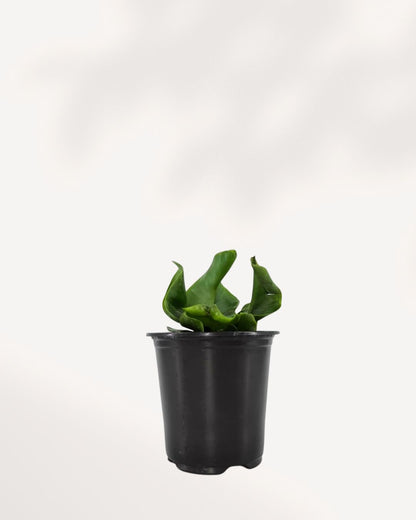 Cobra Fern in a small grow pot