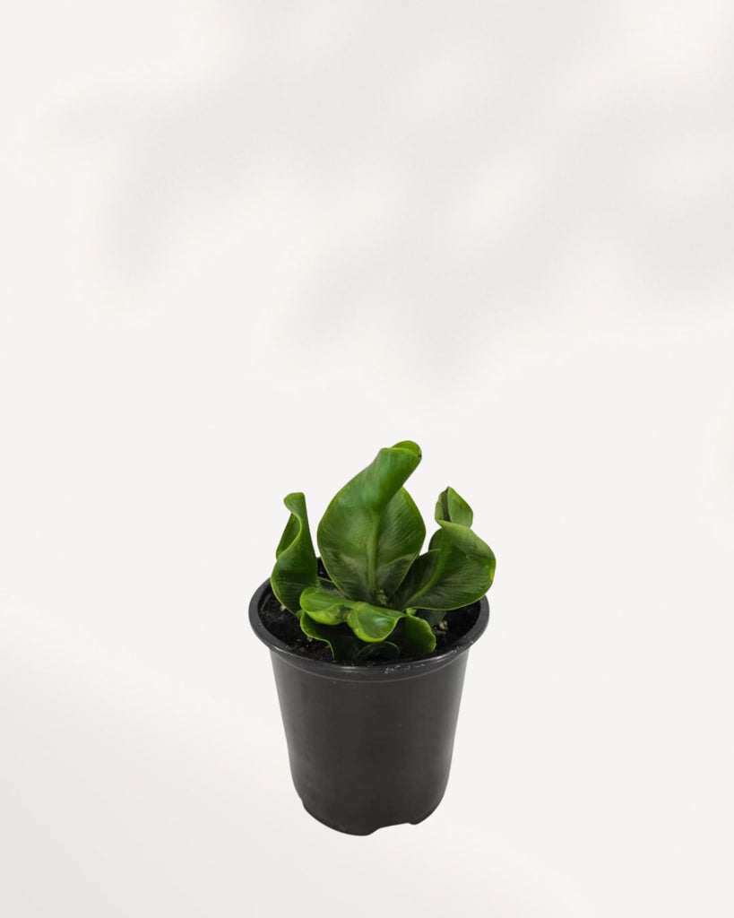 Cobra Fern plant from a side angle