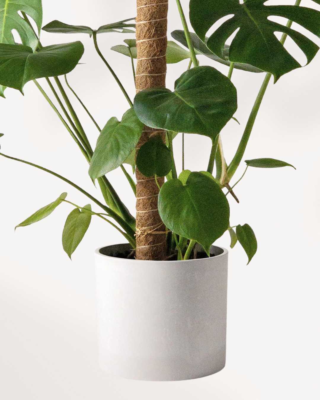 Coco Coir Pole