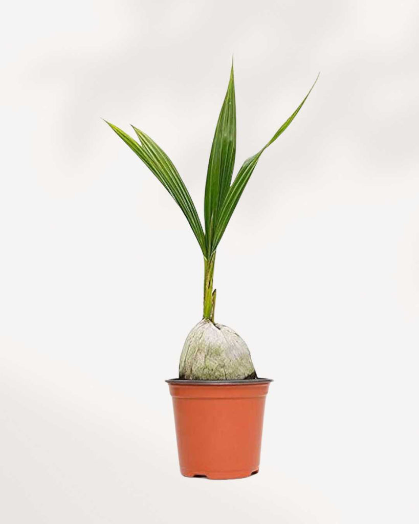 Coconut Palm 6" Pot - Medium
