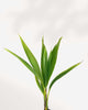 Close-up of Coconut Palm's fronds emerging from a coconut