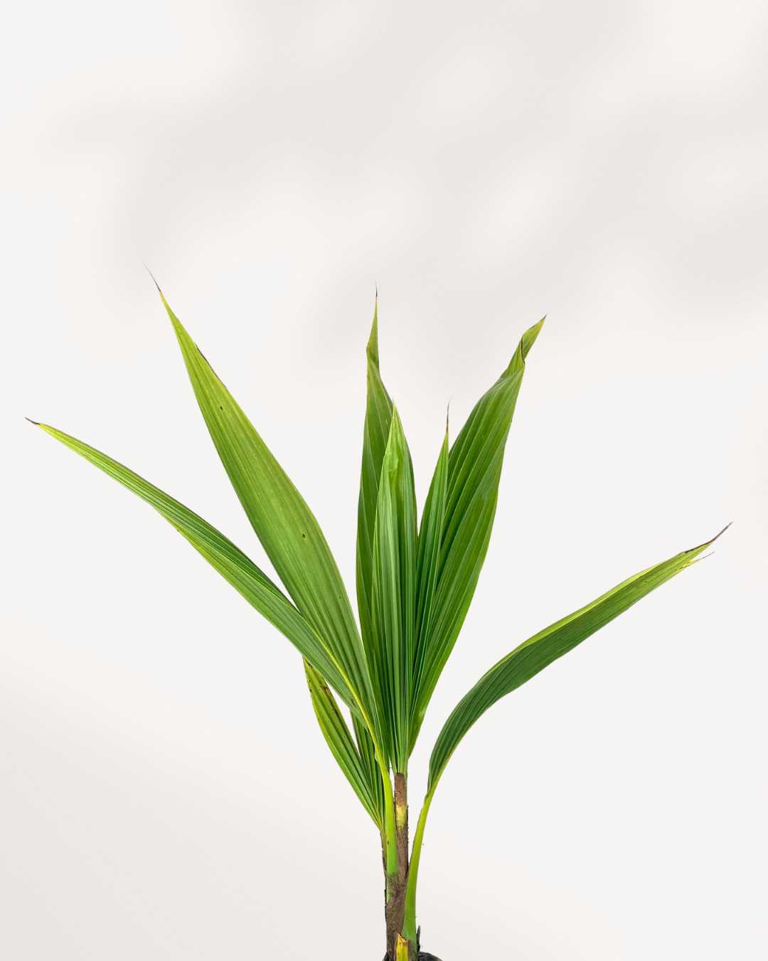 Close-up of Coconut Palm's fronds emerging from a coconut