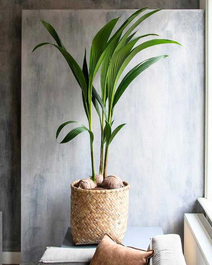 Coconut Palm plant in a pot