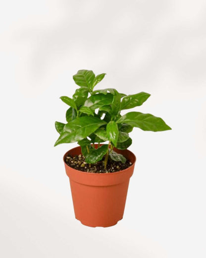 Coffee Plant in 3.5-inch pot front view compact tropical houseplant with glossy green leaves, perfect for small spaces and easy indoor care.