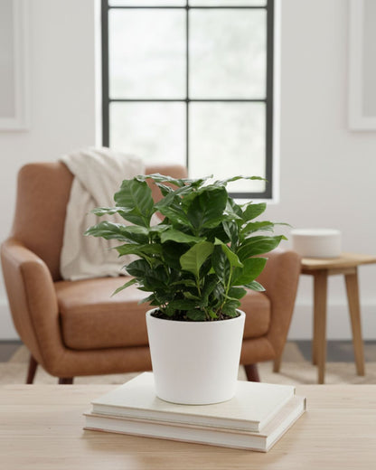 Coffee Plant in stylish 4-inch pot, easy to grow and adds a touch of nature to any space. Order online for fast delivery.