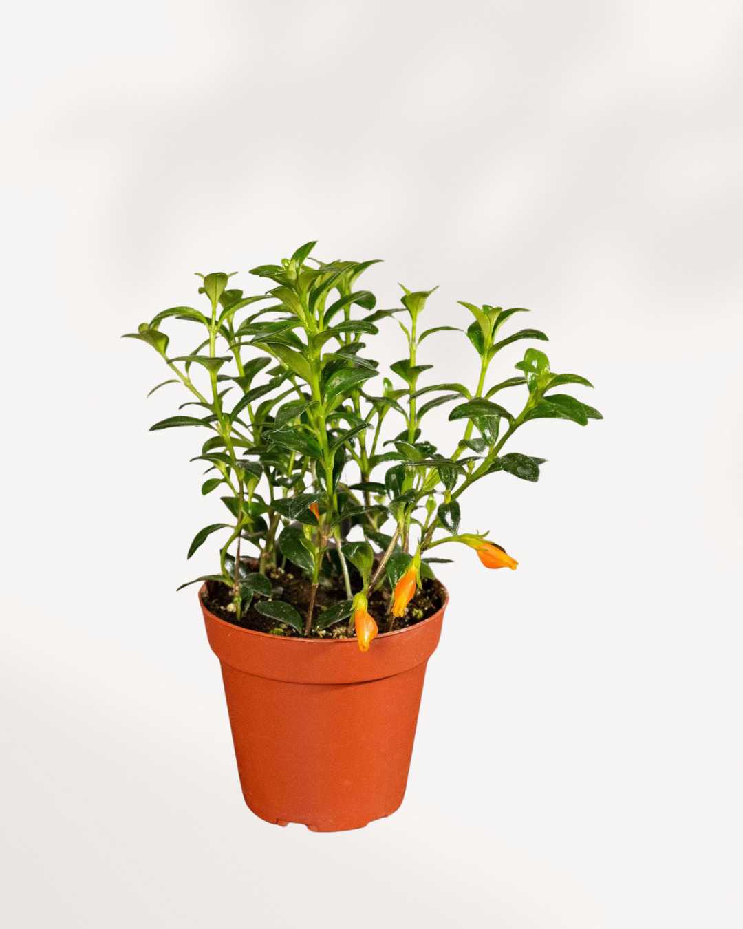 Top-down view of a vibrant Goldfish Plant (Columnea Hirta) in a 3.5 to 4-inch terracotta pot, showcasing its lush green foliage and small orange, fish-shaped blooms.