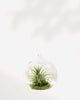 Air Plant Terrarium glass display with multiple Tillandsia varieties