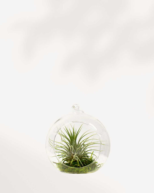 Air Plant Terrarium glass display with multiple Tillandsia varieties
