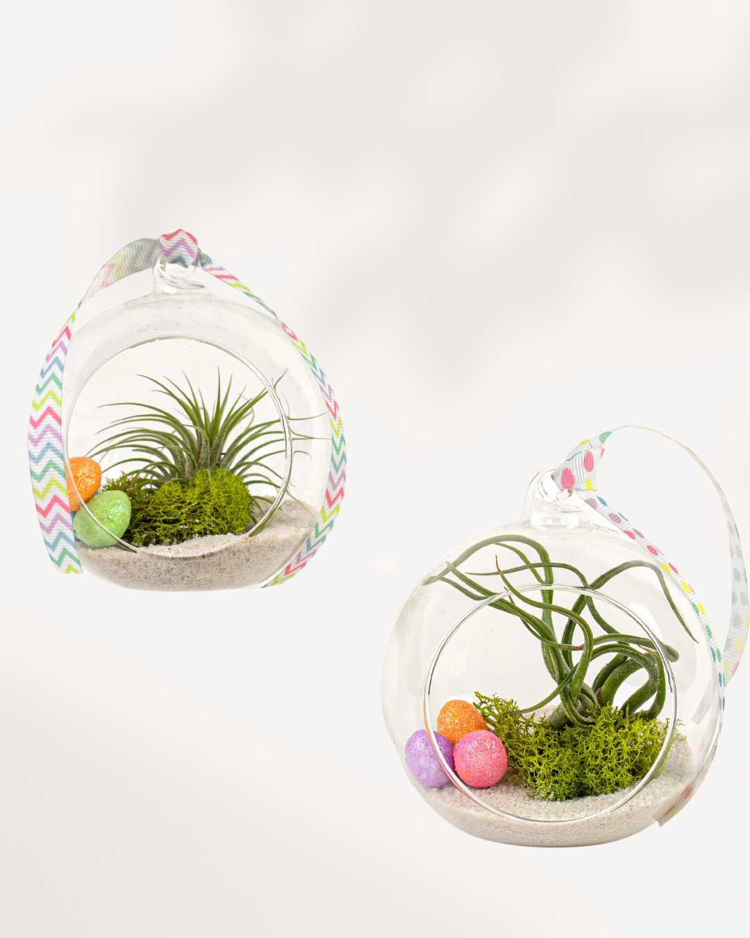 Air Plant Terrarium styled on a tabletop