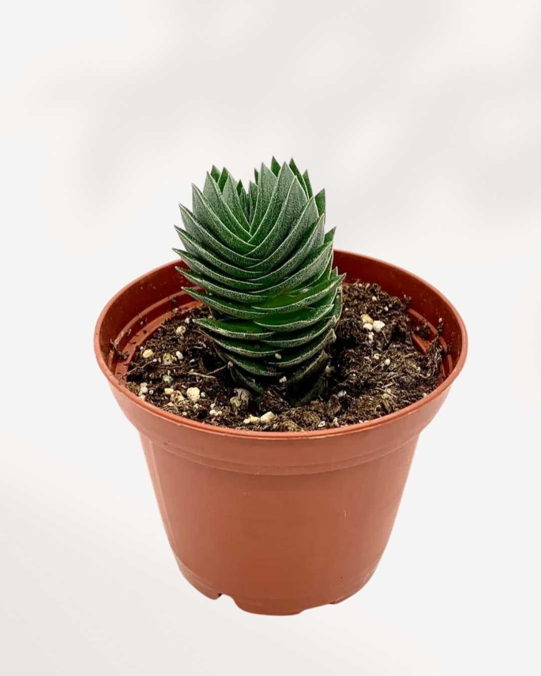 Crassula Buddha's Temple 4" Pot - Small