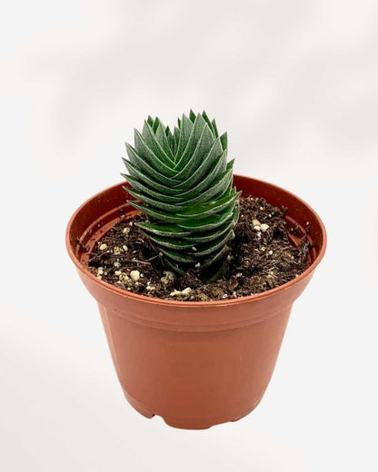 Crassula Buddha's Temple 4" Pot - Small