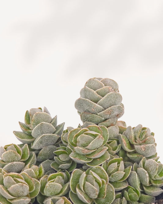 Crassula Ivory Pagoda front top angle in green nursery pot showing clustered silvery-green stacked rosettes with architectural pagoda form, rare collector succulent delivered across Canada