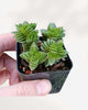 Crassula Spiralis Black Curl 2.5" Pot - Small