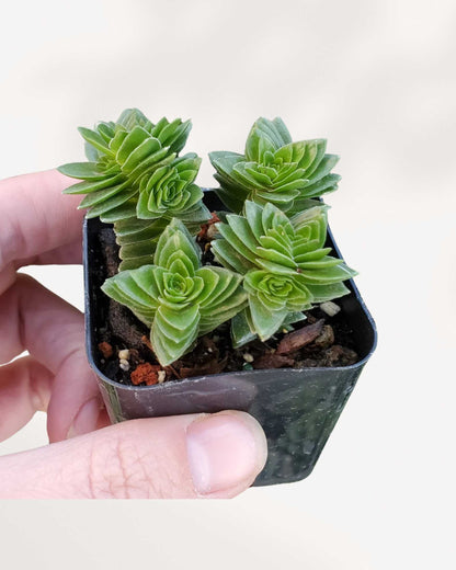 Crassula Spiralis Black Curl 2.5" Pot - Small