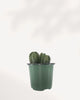 Crassula Buddha's Temple