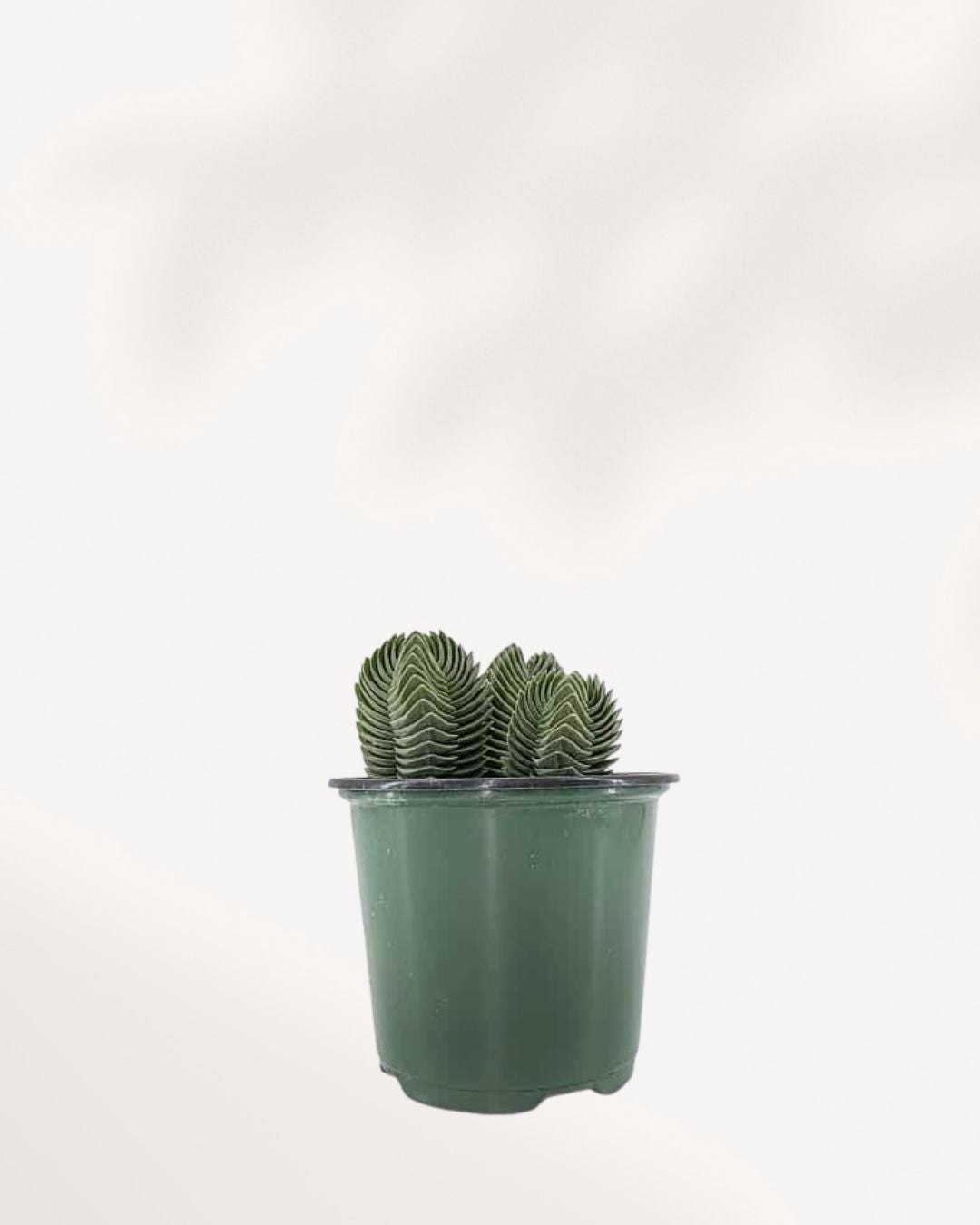 Crassula Buddha's Temple