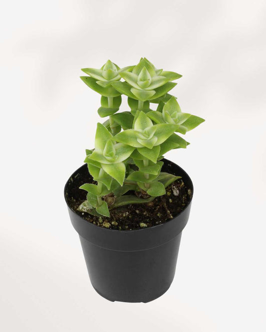 Crassula Perforata String of Buttons Variegata 3.5" Pot - Small