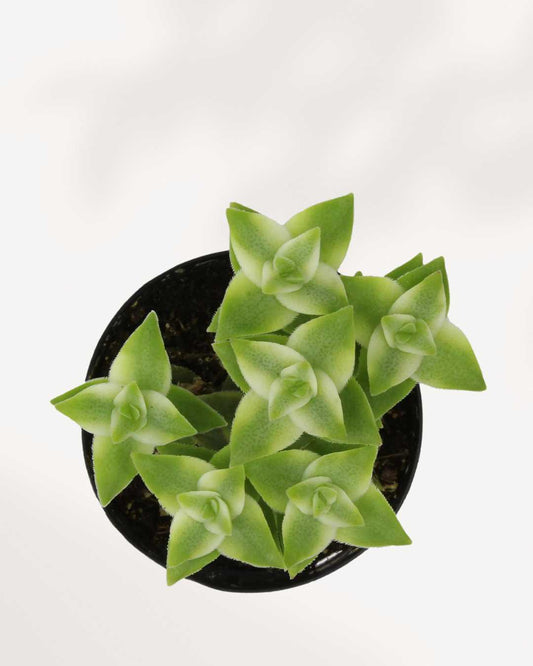 Crassula Perforata String of Buttons Variegata 3.5" Pot - Small