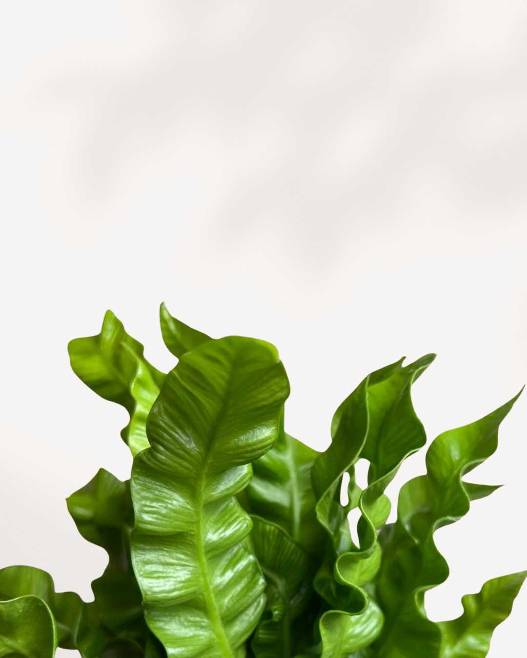 Close-up of Crispy Wave Fern's rippled fronds