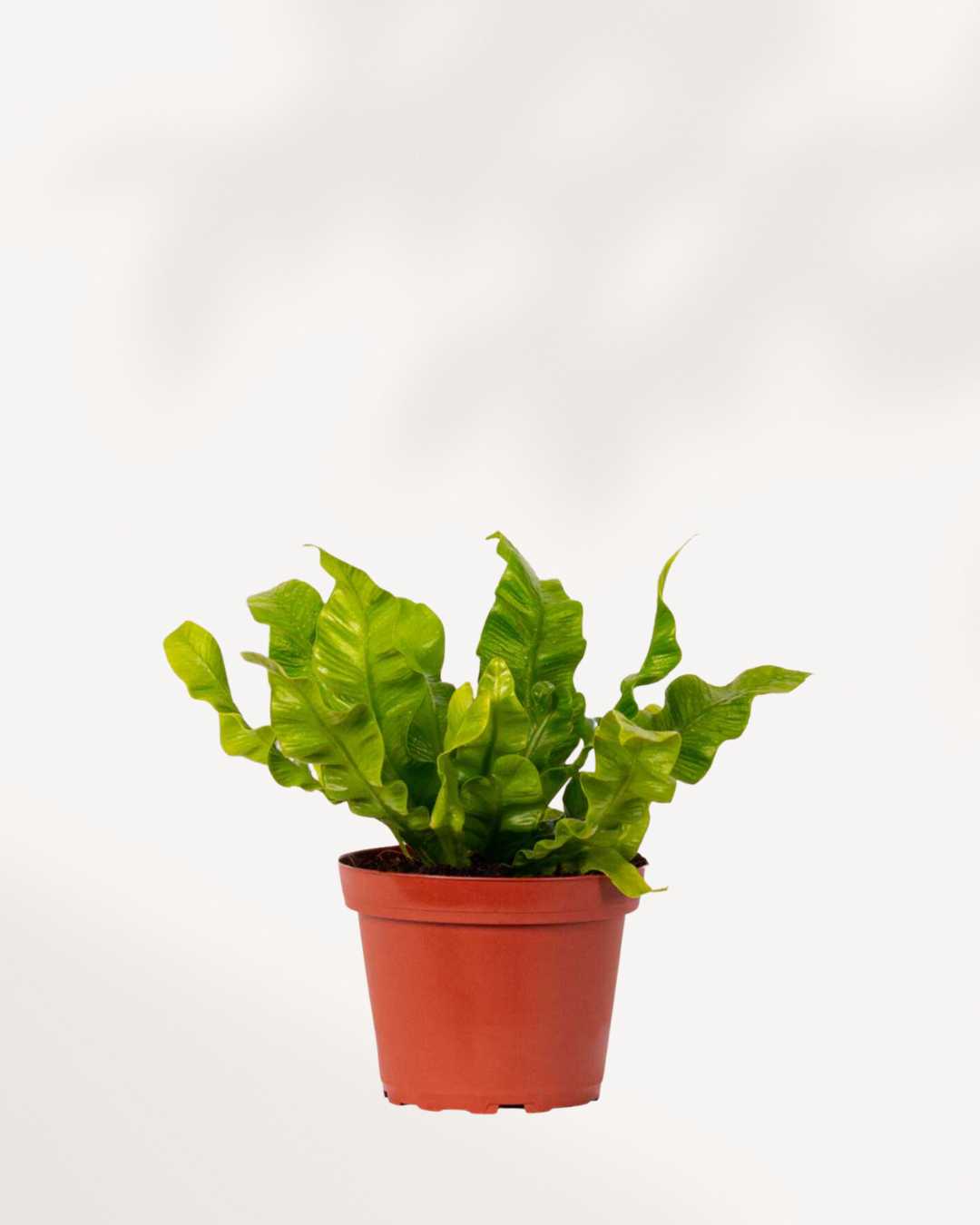 Crispy Wave Fern in a medium pot