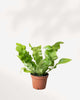 Crispy Wave Fern in a small pot