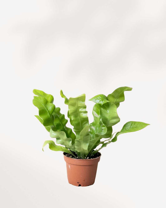 Crispy Wave Fern in a small pot