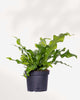 Fern Crocodyllus | Crocodile 5" Pot - Medium