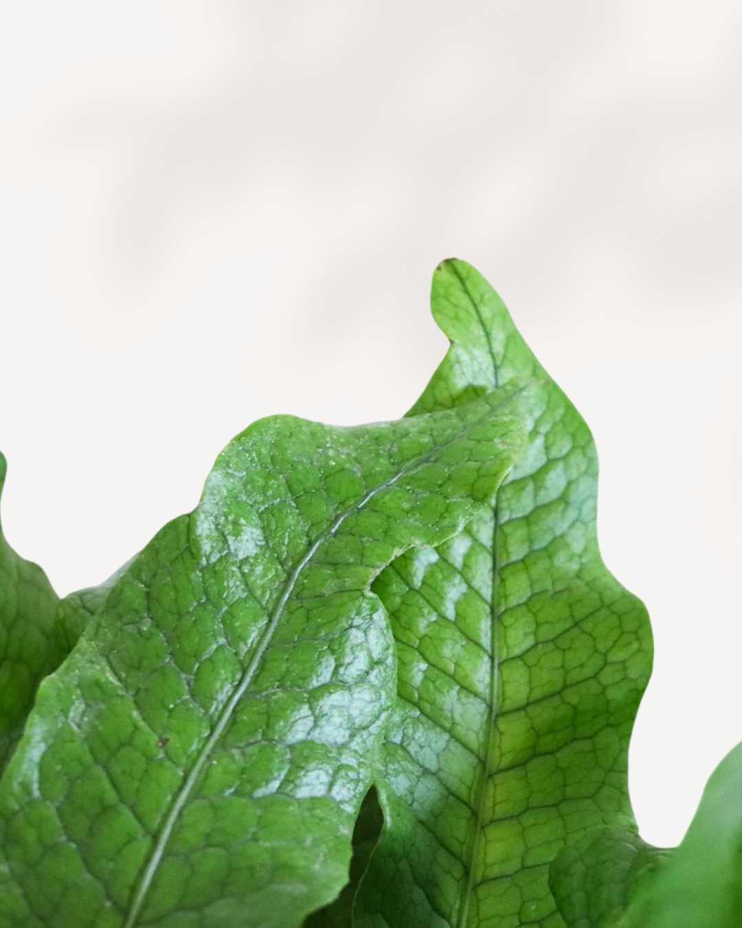 Close-up of Fern Crocodyllus's scale-textured leaves
