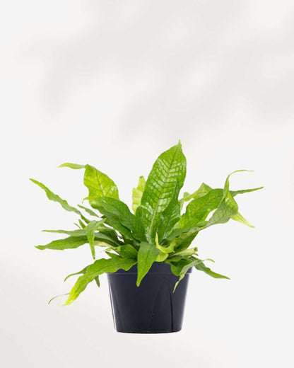 Fern Crocodyllus | Crocodile 4" Pot - Small