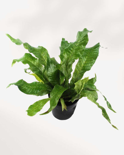 Fern Crocodyllus plant in a pot