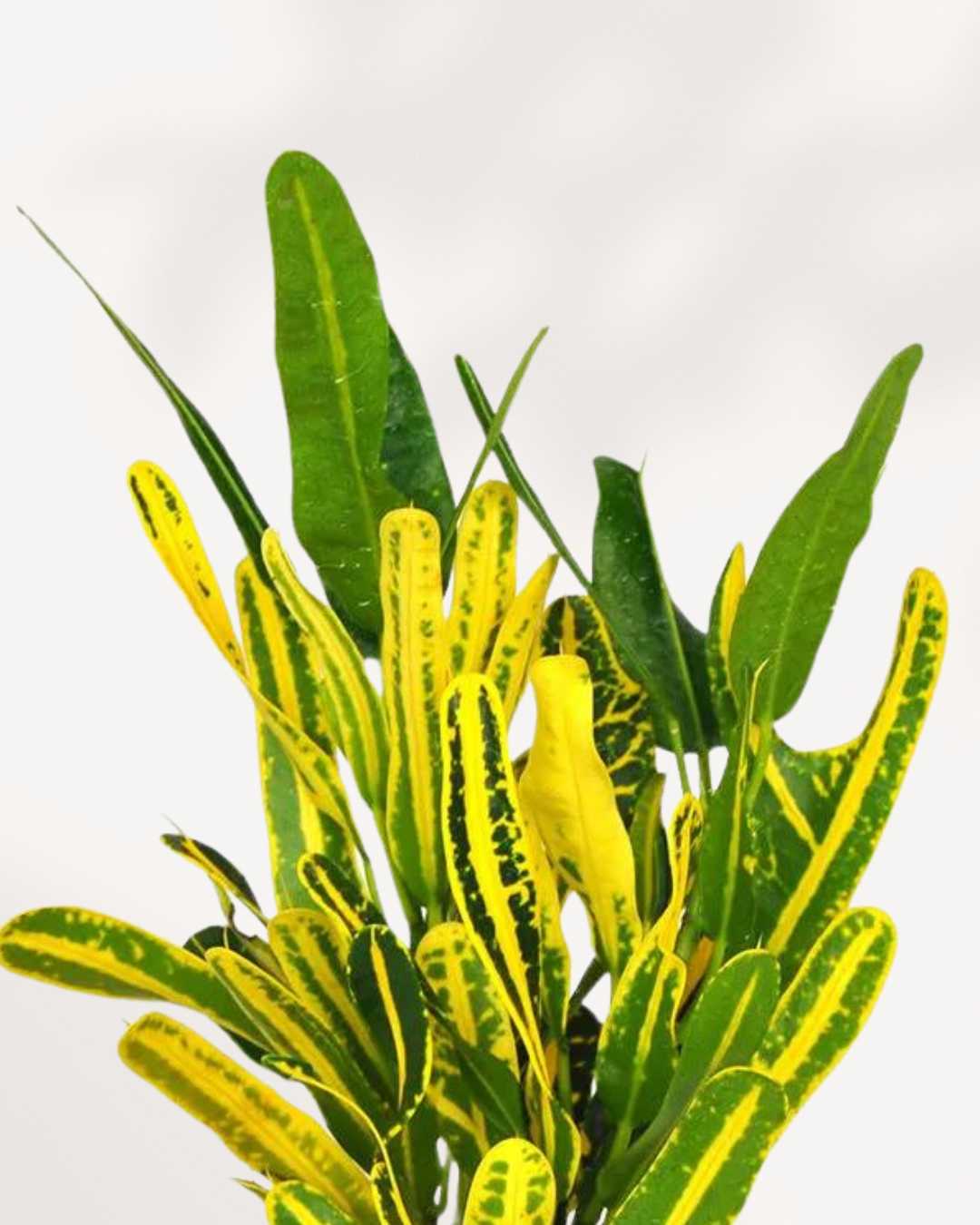 Close-up of Croton Banana's elongated yellow and green leaves
