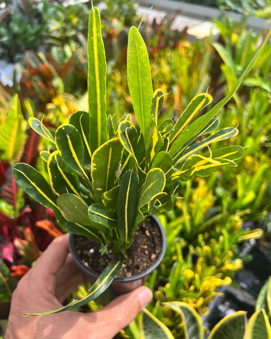 Croton Banana plant held in hand to show leaf size and scale
