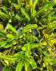 Top view of Croton Banana showing leaf pattern and shape