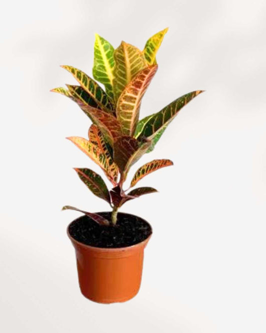 Croton Excellente 3.5" Pot - Small