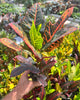 Croton Excellente plant held in hand to show leaf size and scale