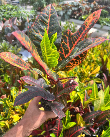 Croton Excellente plant held in hand to show leaf size and scale
