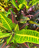 Top view of Croton Excellente showing leaf pattern and color