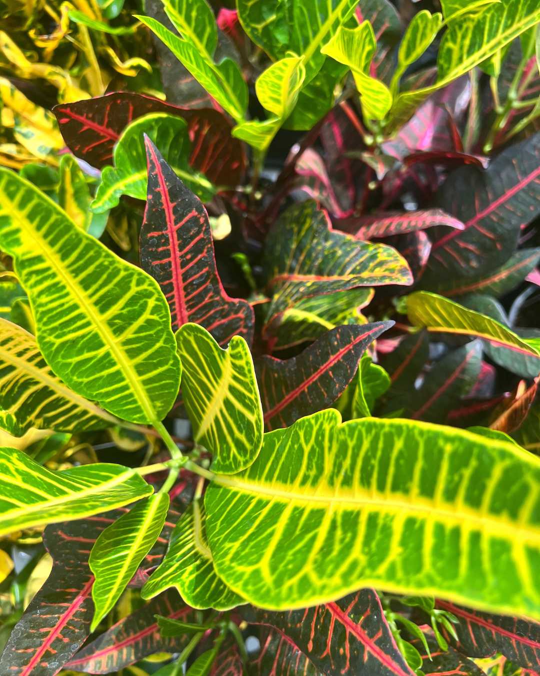Top view of Croton Excellente showing leaf pattern and color