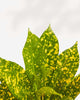 Croton Gold Dust